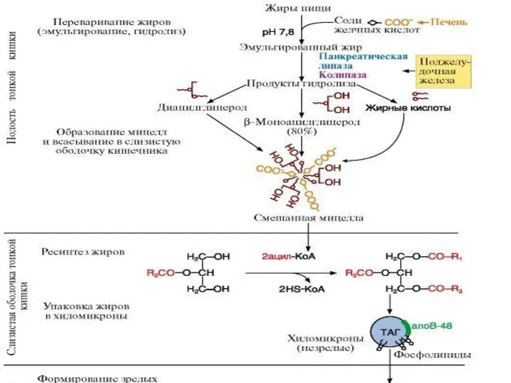 Этапы переваривания, всасывания и транспорта экзогенных жиров Катаболизм пищевых и тканевых липидов
