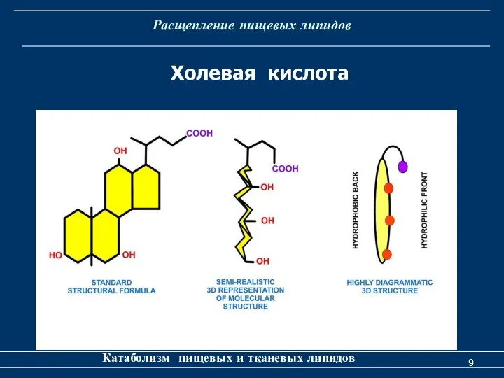 Расщепление пищевых липидов Катаболизм пищевых и тканевых липидов Холевая кислота