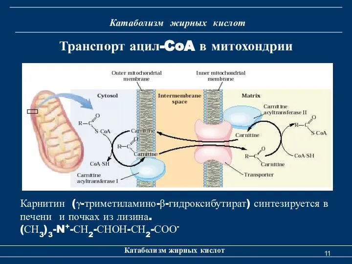 Катаболизм жирных кислот Катаболизм жирных кислот Транспорт ацил-CoA в митохондрии Карнитин