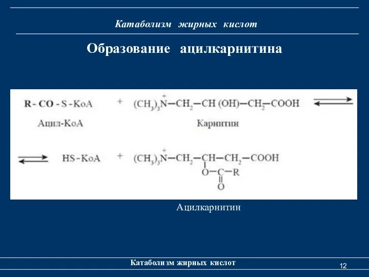 Катаболизм жирных кислот Катаболизм жирных кислот Образование ацилкарнитина Ацилкарнитин