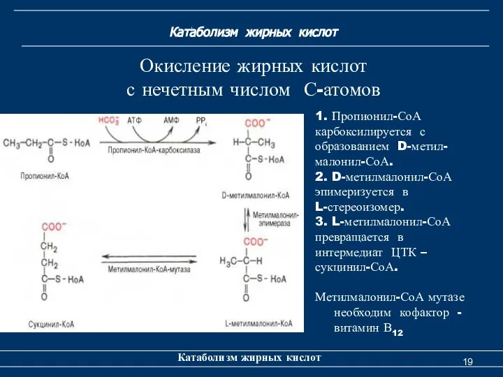 Катаболизм жирных кислот Катаболизм жирных кислот Окисление жирных кислот с нечетным