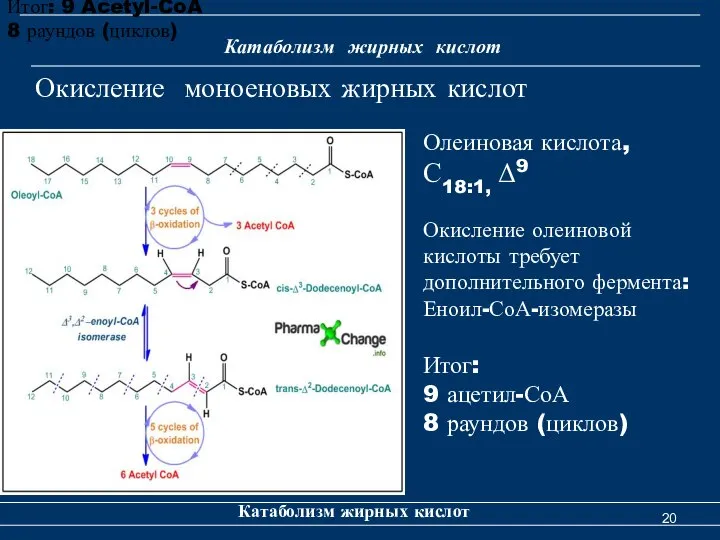 Катаболизм жирных кислот Катаболизм жирных кислот Окисление моноеновых жирных кислот Итог: