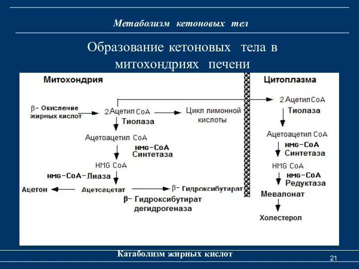 Метаболизм кетоновых тел Катаболизм жирных кислот Образование кетоновых тела в митохондриях печени