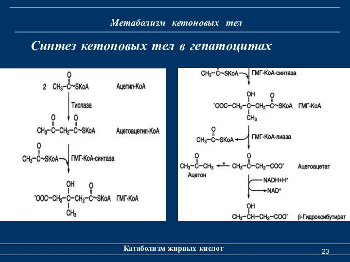 Метаболизм кетоновых тел Катаболизм жирных кислот Синтез кетоновых тел в гепатоцитах