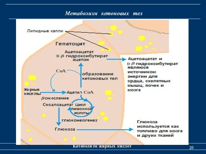 Метаболизм кетоновых тел Катаболизм жирных кислот