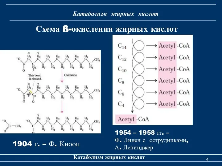 Катаболизм жирных кислот Схема ß-окисления жирных кислот Катаболизм жирных кислот 1954