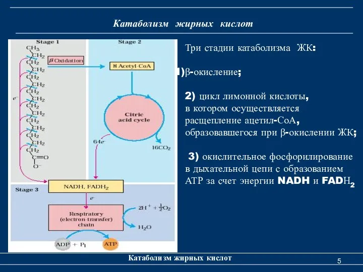 Катаболизм жирных кислот Катаболизм жирных кислот Три стадии катаболизма ЖК: β-окисление;