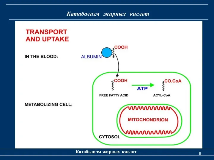 Катаболизм жирных кислот Катаболизм жирных кислот