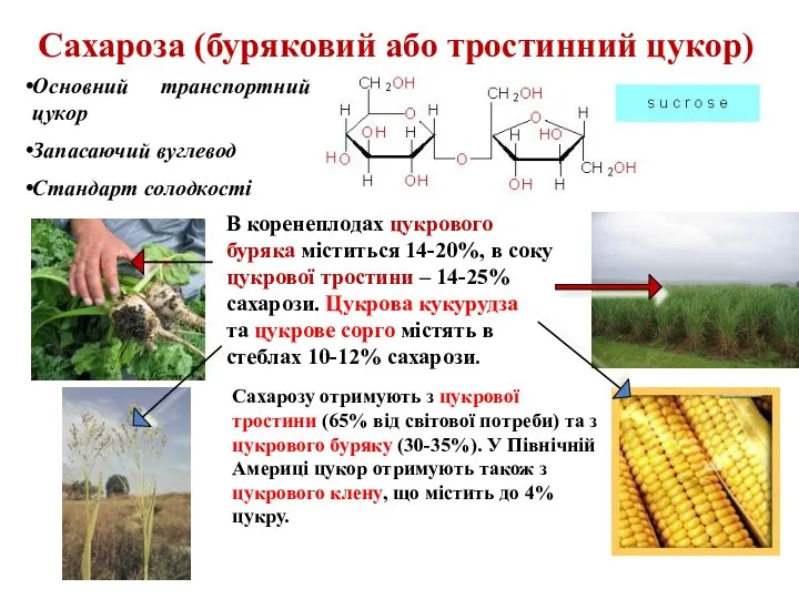 Сахароза (буряковий або тростинний цукор) Основний транспортний цукор Запасаючий вуглевод Стандарт