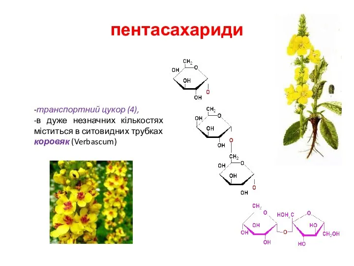 пентасахариди -транспортний цукор (4), -в дуже незначних кількостях міститься в ситовидних трубках коровяк (Verbascum)