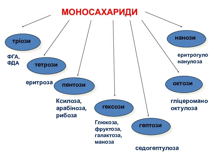 МОНОСАХАРИДИ тріози тетрози пентози гексози гептози октози нанози ФГА, ФДА еритроза