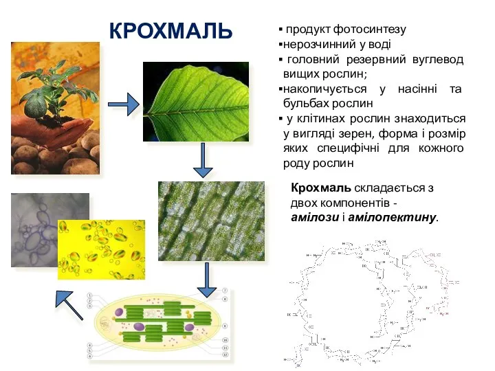 КРОХМАЛЬ продукт фотосинтезу нерозчинний у воді головний резервний вуглевод вищих рослин;