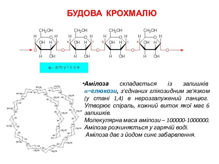 БУДОВА КРОХМАЛЮ Амілоза складається із залишків α−глюкози, з'єднаних глікозидним зв'язком (у