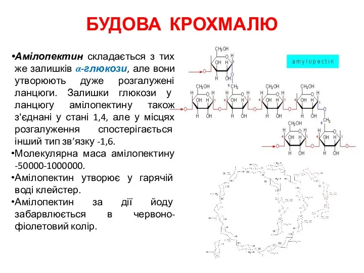 БУДОВА КРОХМАЛЮ Амілопектин складається з тих же залишків α-глюкози, але вони