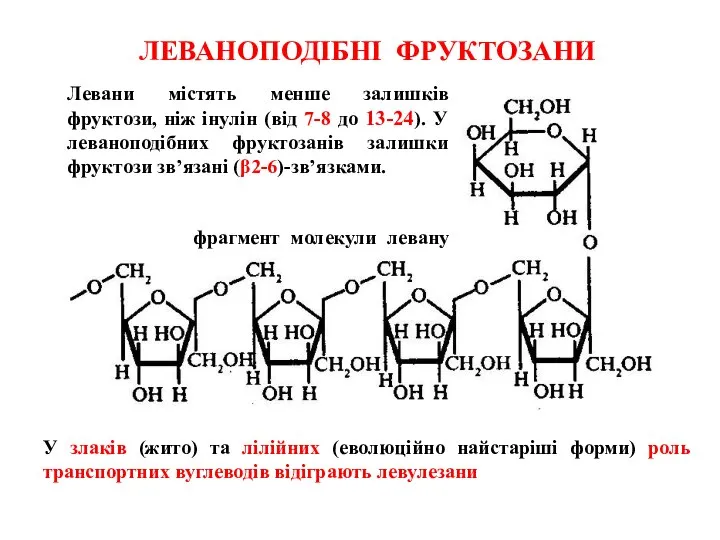 ЛЕВАНОПОДІБНІ ФРУКТОЗАНИ фрагмент молекули левану У злаків (жито) та лілійних (еволюційно