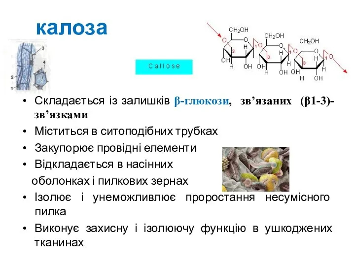 калоза Складається із залишків β-глюкози, зв’язаних (β1-3)-зв’язками Міститься в ситоподібних трубках