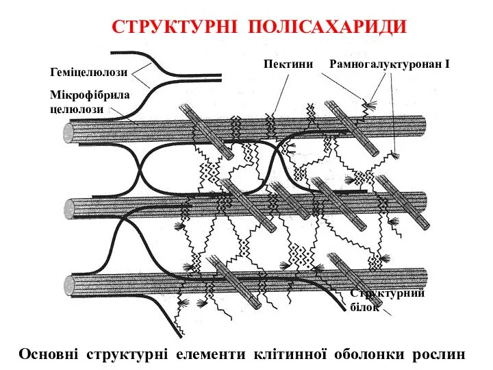 Основні структурні елементи клітинної оболонки рослин Пектини Рамногалуктуронан І Структурний білок Геміцелюлози Мікрофібрила целюлози СТРУКТУРНІ ПОЛІСАХАРИДИ