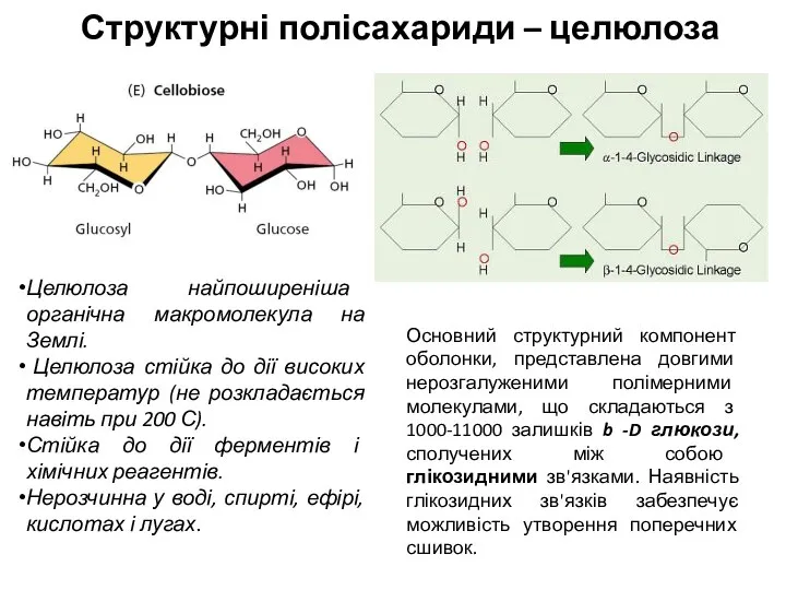 Структурні полісахариди – целюлоза Основний структурний компонент оболонки, представлена довгими нерозгалуженими