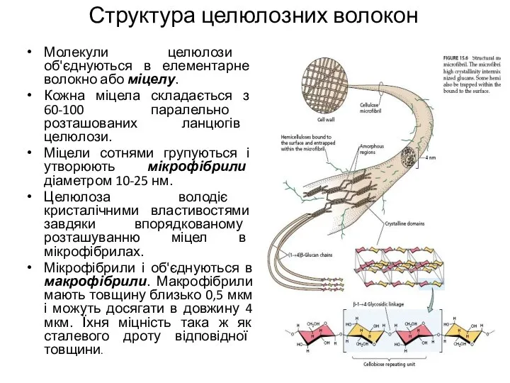 Структура целюлозних волокон Молекули целюлози об'єднуються в елементарне волокно або міцелу.