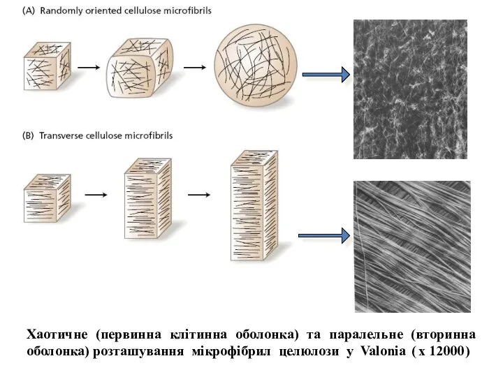 Хаотичне (первинна клітинна оболонка) та паралельне (вторинна оболонка) розташування мікрофібрил целюлози