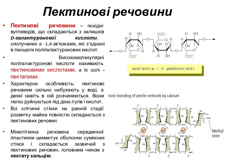 Пектинові речовини Пектинові речовини – похідні вуглеводів, що складаються з залишків