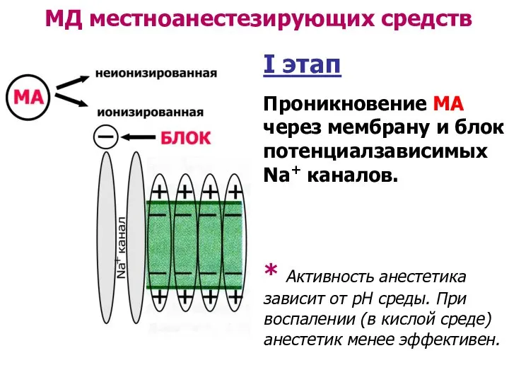 МД местноанестезирующих средств I этап Проникновение МА через мембрану и блок