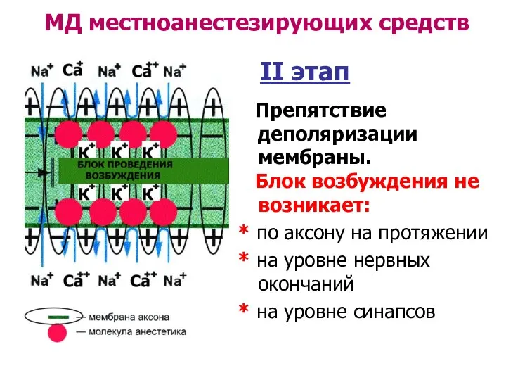 МД местноанестезирующих средств II этап Препятствие деполяризации мембраны. Блок возбуждения не