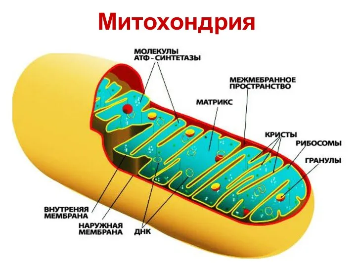 Митохондрия