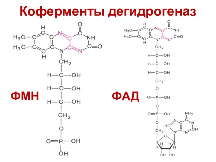 ФМН ФАД Коферменты дегидрогеназ