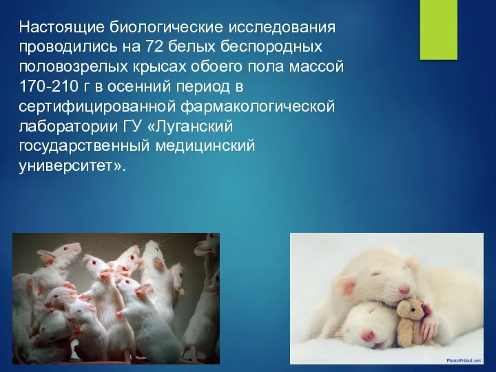 Настоящие биологические исследования проводились на 72 белых беспородных половозрелых крысах обоего