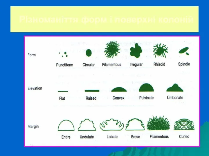 Різноманіття форм і поверхні колоній