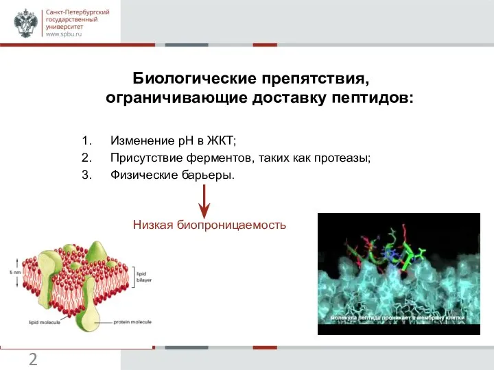 Биологические препятствия, ограничивающие доставку пептидов: Изменение pH в ЖКТ; Присутствие ферментов,