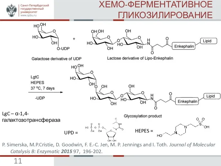 ХЕМО-ФЕРМЕНТАТИВНОЕ ГЛИКОЗИЛИРОВАНИЕ P. Simerska, M.P.Cristie, D. Goodwin, F. E.-C. Jen, M.