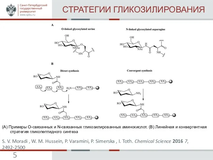 СТРАТЕГИИ ГЛИКОЗИЛИРОВАНИЯ (А) Примеры О-связанных и N-связанных гликозилированных аминокислот. (В) Линейная
