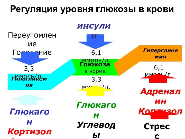 Глюкоза в норме Гипергликемия Гипогликемия 6,1 ммоль/л. 3,3 ммоль/л. 3,3 ммоль/л.