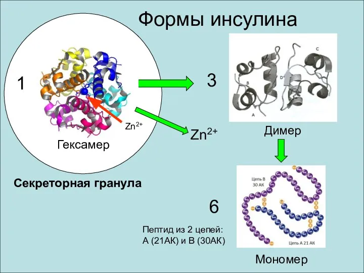 Формы инсулина Пептид из 2 цепей: А (21АК) и В (30АК)