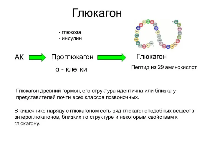 Глюкагон Пептид из 29 аминокислот АК α - клетки - глюкоза