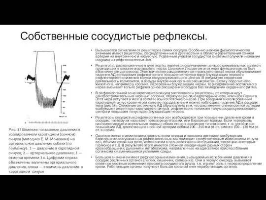 Собственные сосудистые рефлексы. Вызываются сигналами от рецепторов самих сосудов. Особенно важное