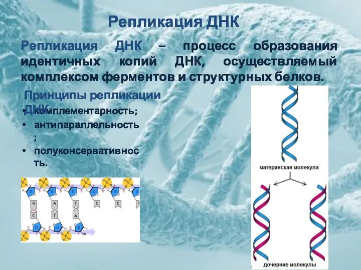Репликация ДНК Репликация ДНК – процесс образования идентичных копий ДНК, осуществляемый