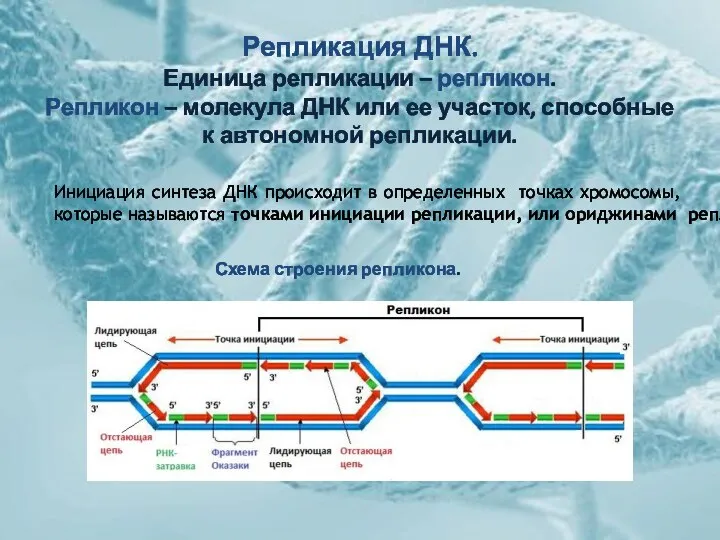 Репликация ДНК. Единица репликации – репликон. Репликон – молекула ДНК или