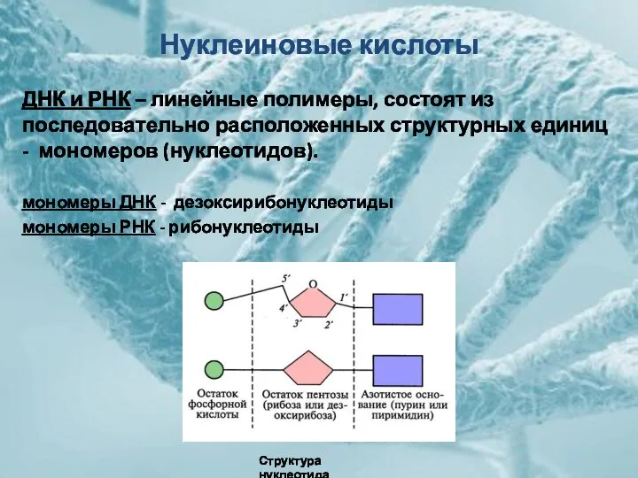 Нуклеиновые кислоты ДНК и РНК – линейные полимеры, состоят из последовательно