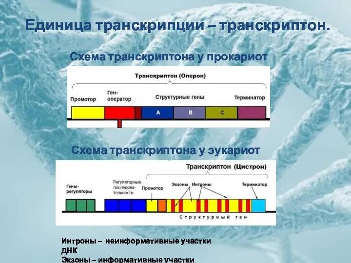 Единица транскрипции – транскриптон. Схема транскриптона у прокариот Схема транскриптона у