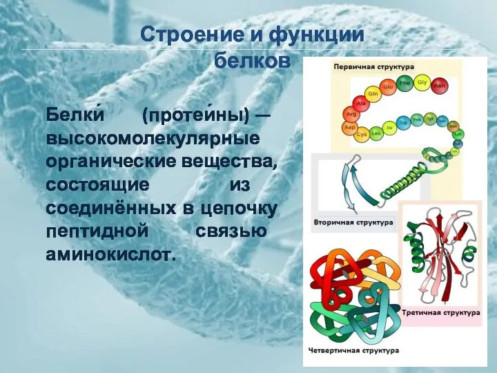 Строение и функции белков Белки́ (протеи́ны) — высокомолекулярные органические вещества, состоящие