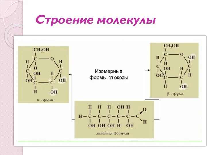 Строение молекулы