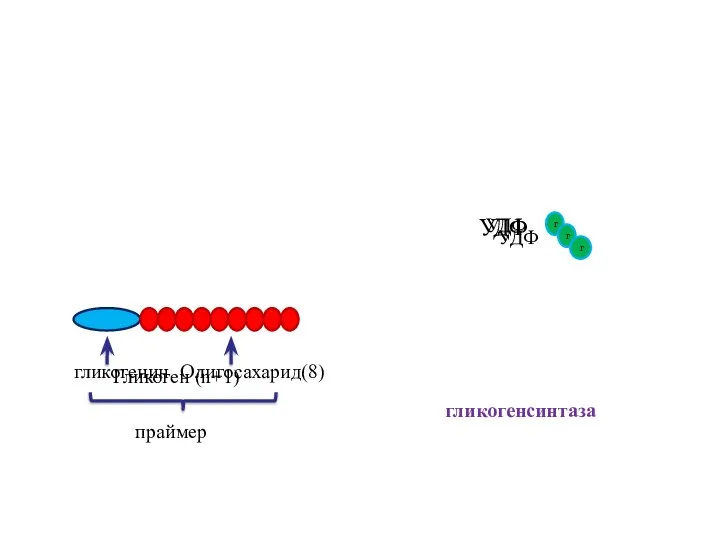 Олигосахарид(8) Гликоген (n+1) гликогенсинтаза г УДФ УДФ г г УДФ