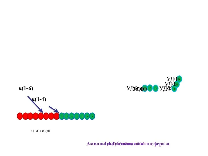 Амило-1,4-1,6-глюкозилтансфераза гликоген α(1-4) α(1-6) гликогенсинтаза г УДФ г УДФ г УДФ