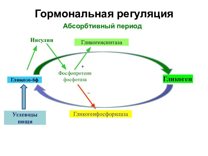 Гормональная регуляция Глюкозо-6ф Гликоген Инсулин Гликогенсинтаза Гликогенфосфорилаза Фосфопротеин фосфотаза – + Углеводы пищи Абсорбтивный период