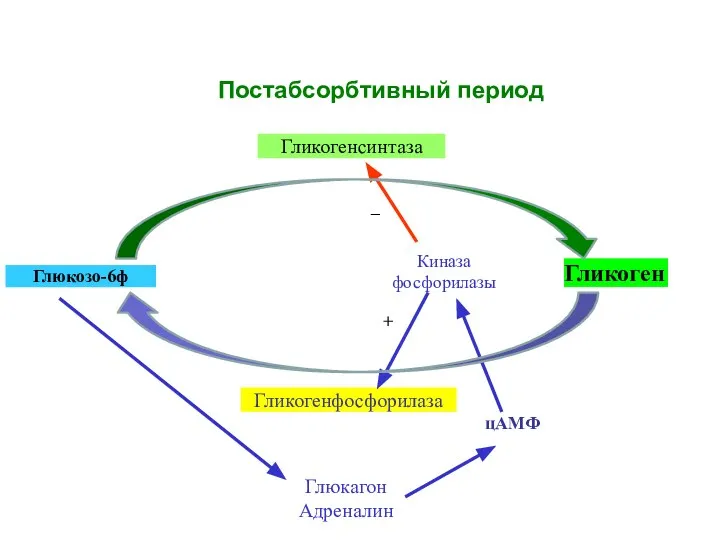 Глюкозо-6ф Гликоген Глюкагон Адреналин Гликогенсинтаза Гликогенфосфорилаза Киназа фосфорилазы цАМФ + – Постабсорбтивный период