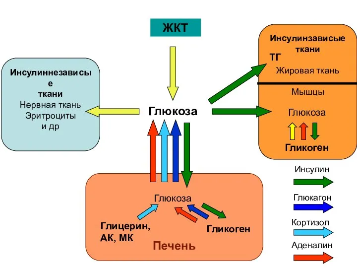 Инсулинзависые ткани Жировая ткань Мышцы Инсулиннезависые ткани Нервная ткань Эритроциты и