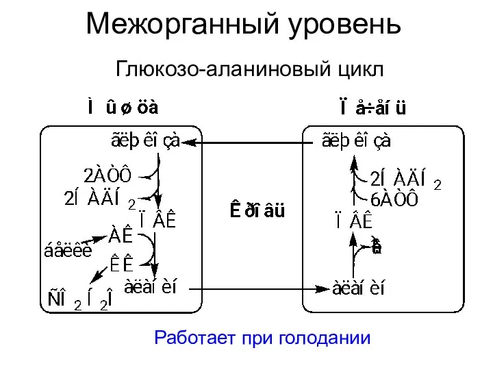 Межорганный уровень Глюкозо-аланиновый цикл Работает при голодании